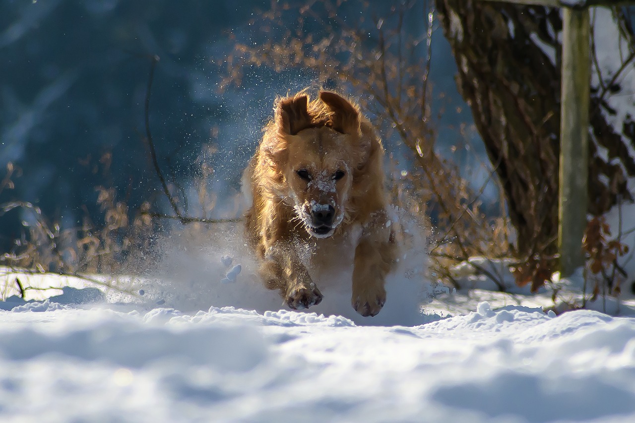 The Best Dog Breeds for Running Partners